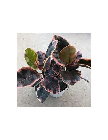 Árbol del caucho (ficus elastica ruby)-1 Planta en Venta en Mexico - Vivero por internet