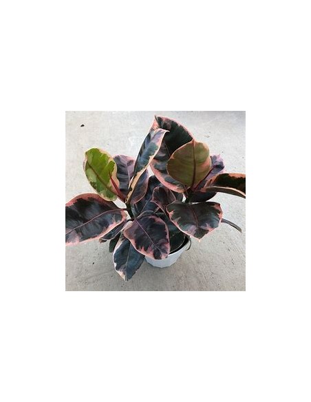 Árbol del caucho (ficus elastica ruby)-1 Planta en Venta en Mexico - Vivero por internet