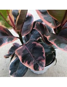 Rubber tree (ficus elastica... 2