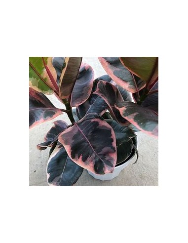 Árbol del caucho (ficus elastica ruby)-1 Planta...