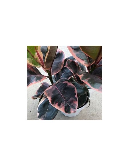 Rubber tree (ficus elastica ruby)-1 Plant for Sale in Mexico - Nursery online