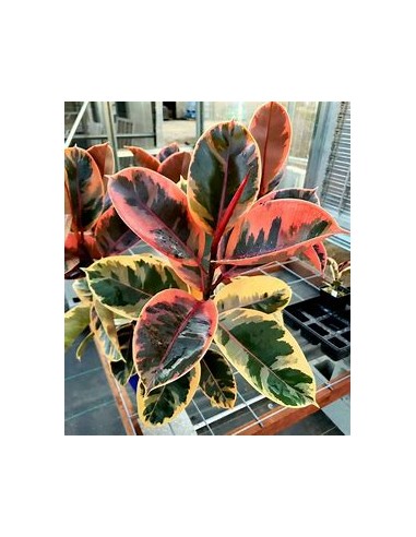 Árbol del caucho (ficus elastica ruby)-1 Planta...