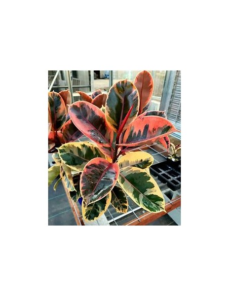 Rubber tree (ficus elastica ruby)-1 Plant for Sale in Mexico - Nursery online