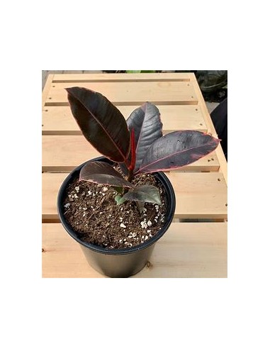 Árbol del caucho (ficus elastica ruby)-1 Planta...