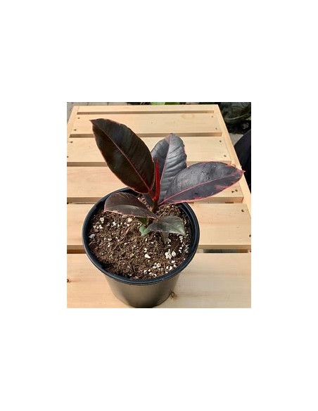 Rubber tree (ficus elastica ruby)-1 Plant for Sale in Mexico - Nursery online