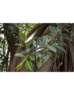 Rubber tree (Ficus elastica...