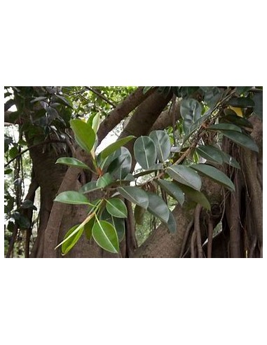 Árbol del caucho (Ficus elastica shivereana)-1 Arbolito en Venta en Mexico - Vivero por internet