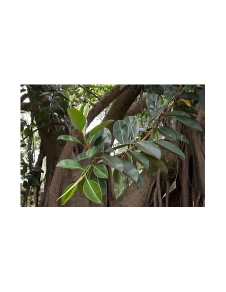 Rubber tree (Ficus elastica shivereana)-1 Tree for Sale in Mexico - Online Nursery
