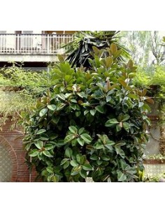 Rubber tree (Ficus elastica... 2