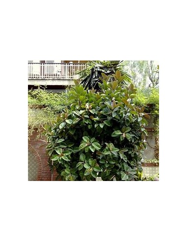 Árbol del caucho (Ficus elastica shivereana)-1...