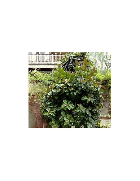 Rubber tree (Ficus elastica shivereana)-1 Tree for Sale in Mexico - Online Nursery