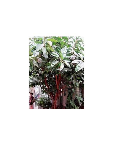 Rubber tree (Ficus elastica shivereana)-1 Tree...