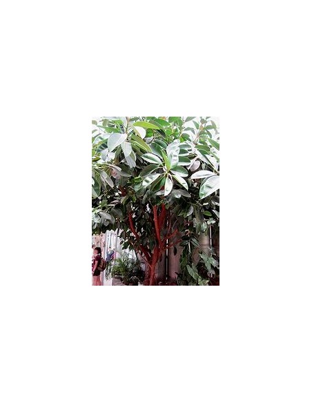 Árbol del caucho (Ficus elastica shivereana)-1 Arbolito en Venta en Mexico - Vivero por internet
