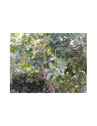 Rubber tree (Ficus elastica shivereana)-1 Tree...