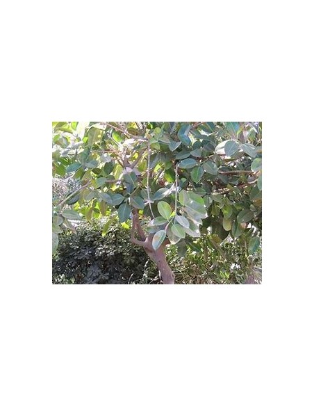 Rubber tree (Ficus elastica shivereana)-1 Tree for Sale in Mexico - Online Nursery