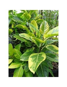 Rubber tree (ficus...