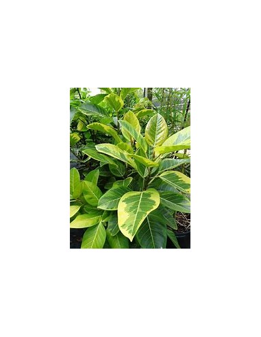 Rubber tree (ficus altissima variegata)-1 Sapling for Sale in Mexico - Online Nursery