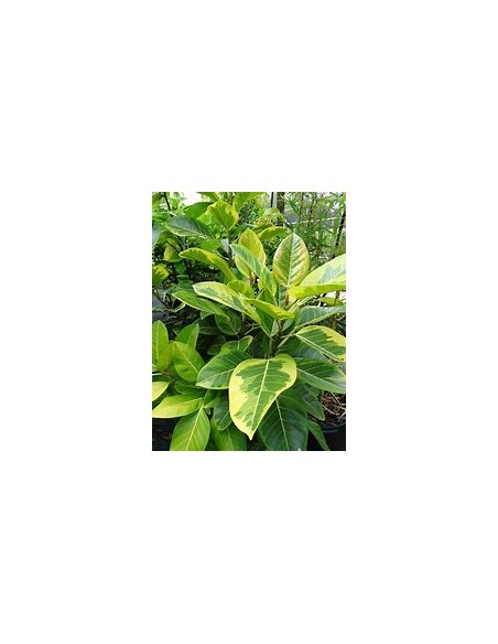 Rubber tree (ficus altissima variegata)-1 Sapling for Sale in Mexico - Online Nursery
