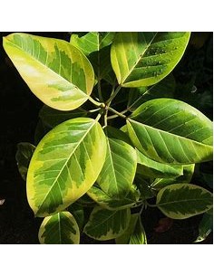 Rubber tree (ficus... 2