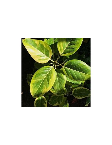 Rubber tree (ficus altissima variegata)-1...