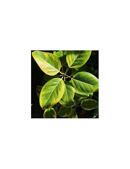 Rubber tree (ficus altissima variegata)-1 Sapling for Sale in Mexico - Online Nursery