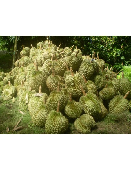 1 Arbolito de Durian (Durio zibethinus) La fruta mas rara de Mundo Siembrala ya! 1 Arbolito de Durian (Durio zibethinus) La fruta mas rara de Mundo Siembrala ya!