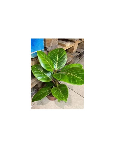 Rubber tree (ficus altissima variegata)-1...