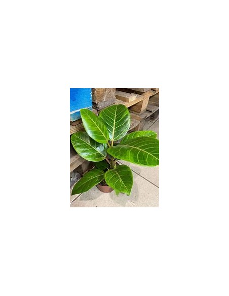 Rubber tree (ficus altissima variegata)-1 Sapling for Sale in Mexico - Online Nursery