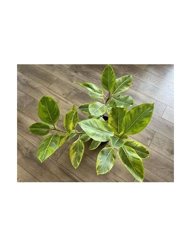 Rubber tree (ficus altissima variegata)-1...