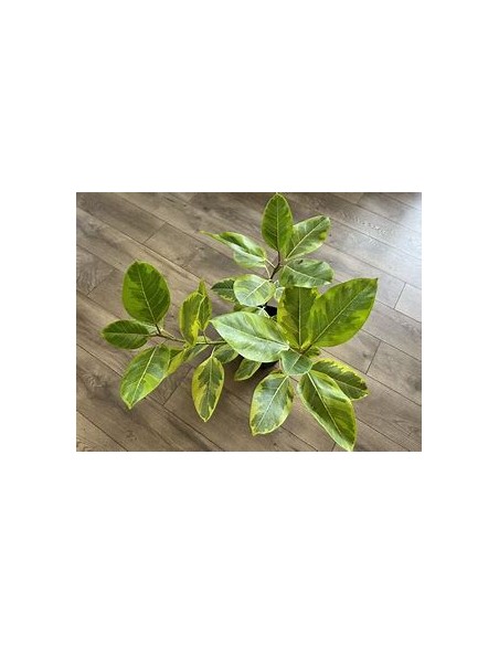 Árbol del caucho (ficus altissima variegata)-1 Arbolito en Venta en Mexico - Vivero por internet