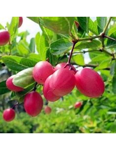 Natal Plums (Carissa...
