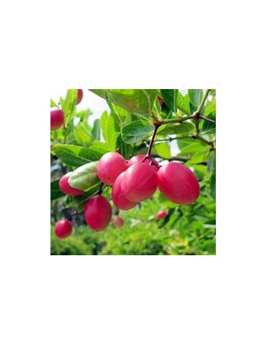 Natal Plums (Carissa carandas)- 1 Plant for Sale in Mexico - Online Nursery