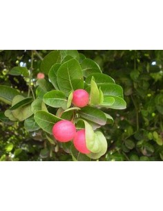 Natal Plums (Carissa... 2