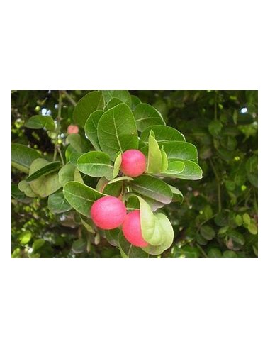 Ciruelas Natal (Carissa carandas)- 1 Planta en...