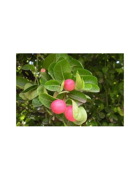 Ciruelas Natal (Carissa carandas)- 1 Planta en Venta en Mexico - Vivero por internet