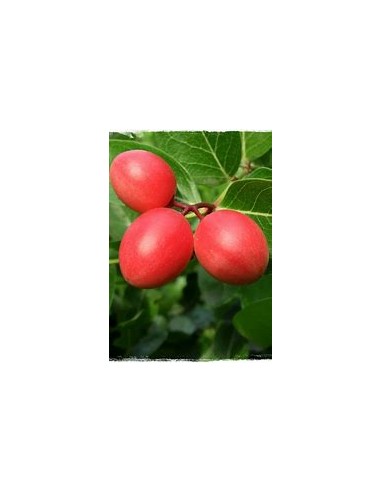 Natal Plums (Carissa carandas)- 1 Plant for...