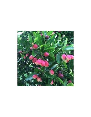 Ciruelas Natal (Carissa carandas)- 1 Planta en...