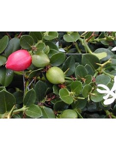 Ciruelas Natal (carissa...