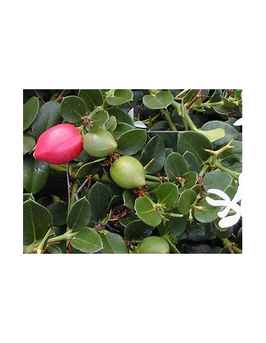 Ciruelas Natal (carissa macrocarpa)- 1 Arbolito en Venta en Mexico - Vivero por internet