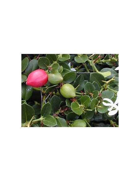 Plum Natal (carissa macrocarpa)- 1 Tree for Sale in Mexico - Online Nursery