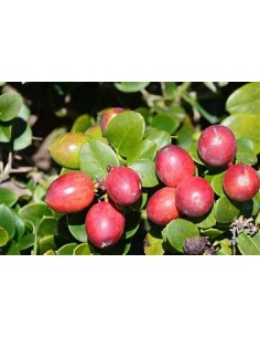 Plum Natal (carissa... 2