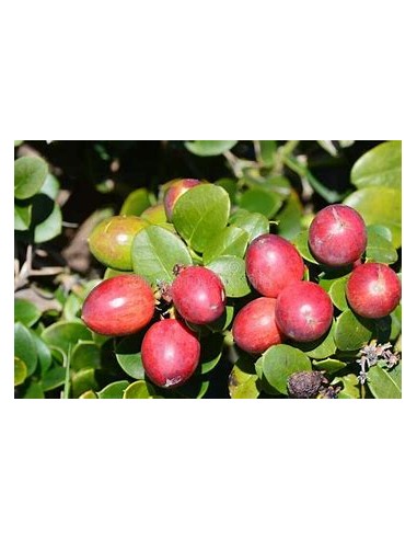 Plum Natal (carissa macrocarpa)- 1 Tree for...