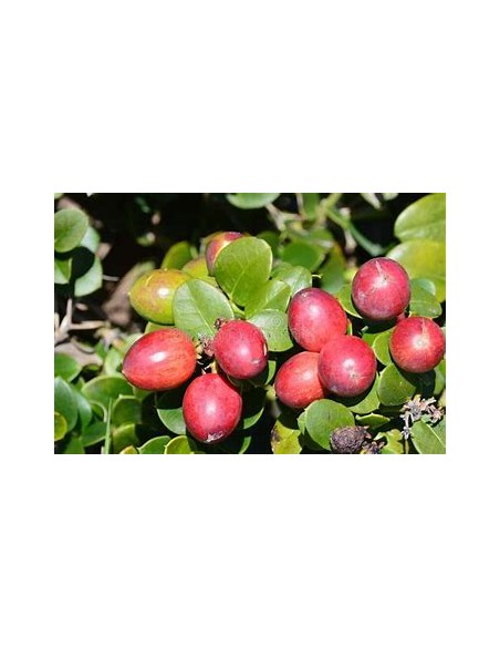 Plum Natal (carissa macrocarpa)- 1 Tree for Sale in Mexico - Online Nursery