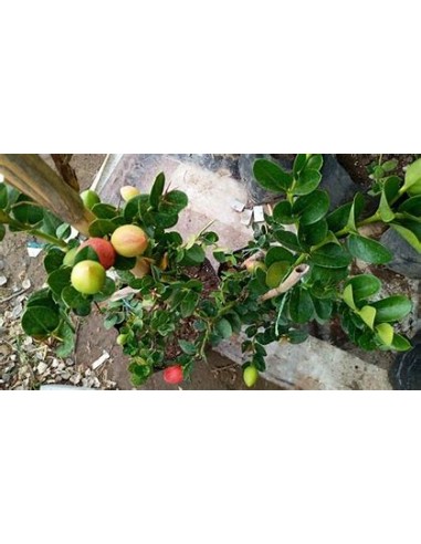 Ciruelas Natal (carissa macrocarpa)- 1 Arbolito...