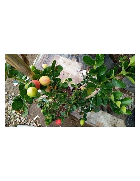 Plum Natal (carissa macrocarpa)- 1 Tree for Sale in Mexico - Online Nursery