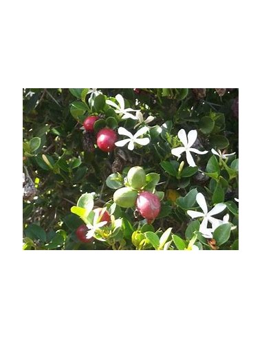 Ciruelas Natal (carissa macrocarpa)- 1 Arbolito...