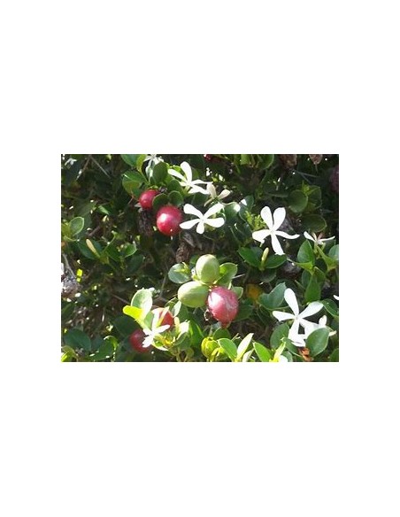 Plum Natal (carissa macrocarpa)- 1 Tree for Sale in Mexico - Online Nursery