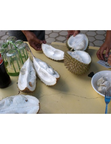 1 Arbolito de Durian (Durio zibethinus) La fruta mas rara de Mundo Siembrala ya!