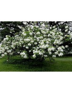 Musaenda blanca ( Mussaenda...