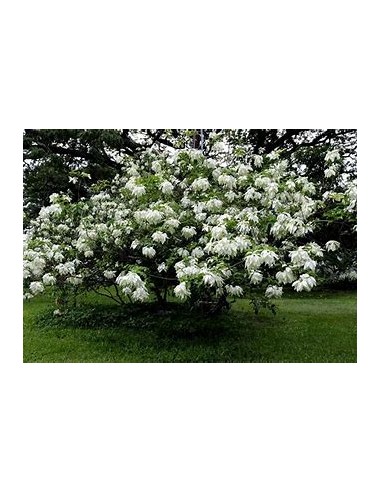 Musaenda blanca ( Mussaenda philippica)-1 Plant for Sale in Mexico - Vivero por internet